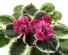 African Violet LE-SHOIRA 